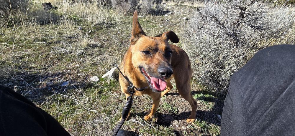 Enlarge Crue, a Adoptable mixed breed in Draper, UT image 2/6