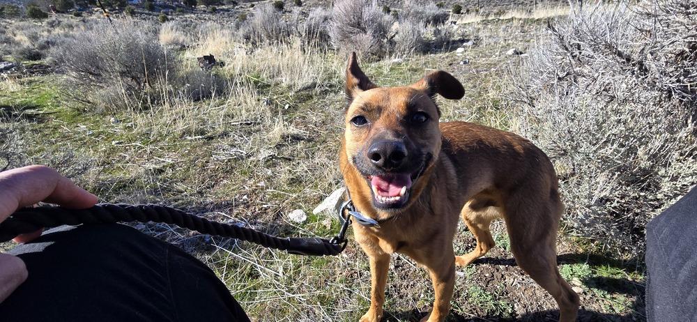 Enlarge Crue, a Adoptable mixed breed in Draper, UT image 3/6