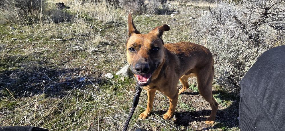 Enlarge Crue, a Adoptable mixed breed in Draper, UT image 4/6
