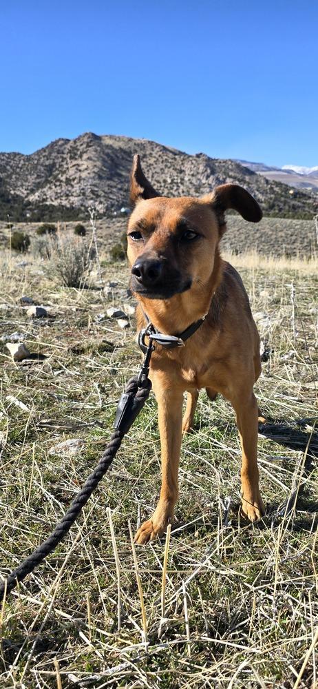 Enlarge Crue, a Adoptable mixed breed in Draper, UT image 5/6