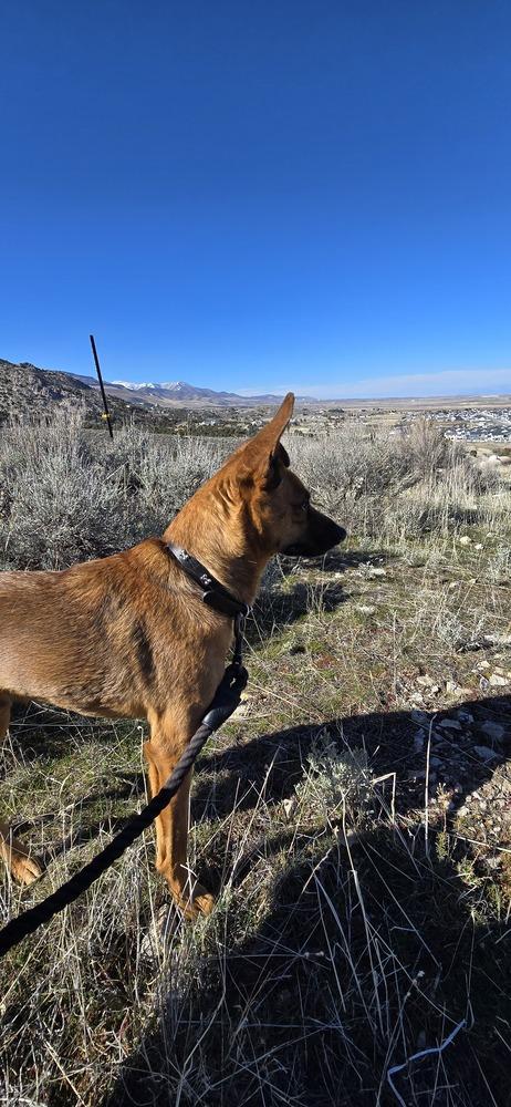 Enlarge Crue, a Adoptable mixed breed in Draper, UT image 6/6