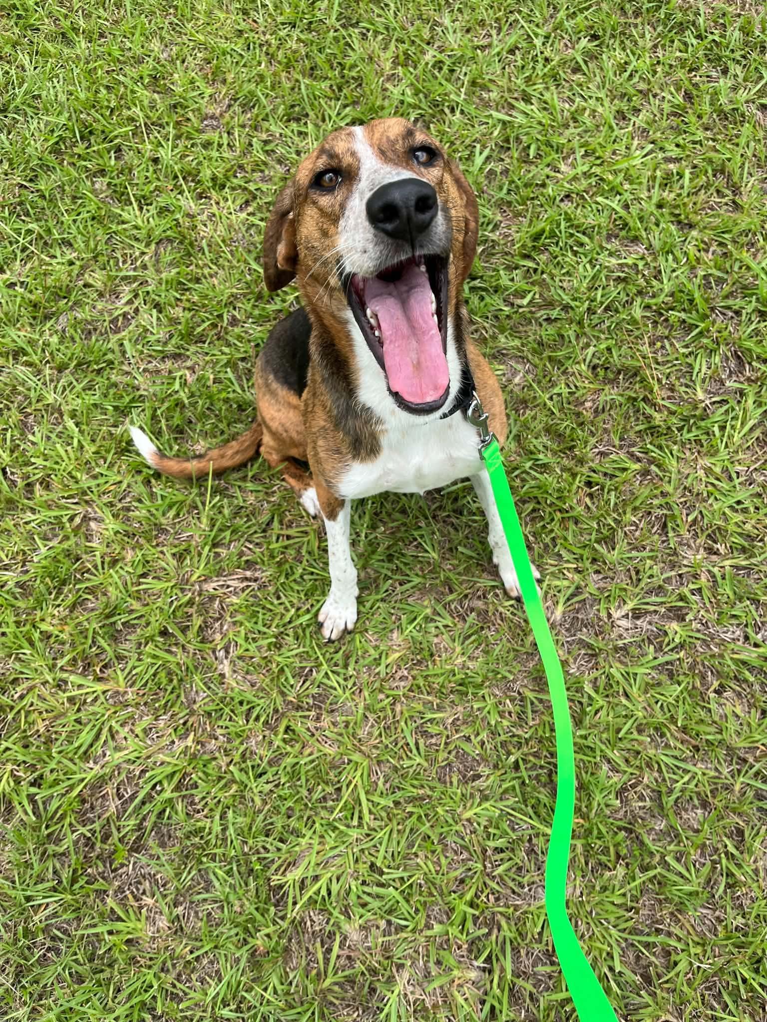 Enlarge Mary Ann, a Adoptable Hound in Fort Collins, CO image 1/3