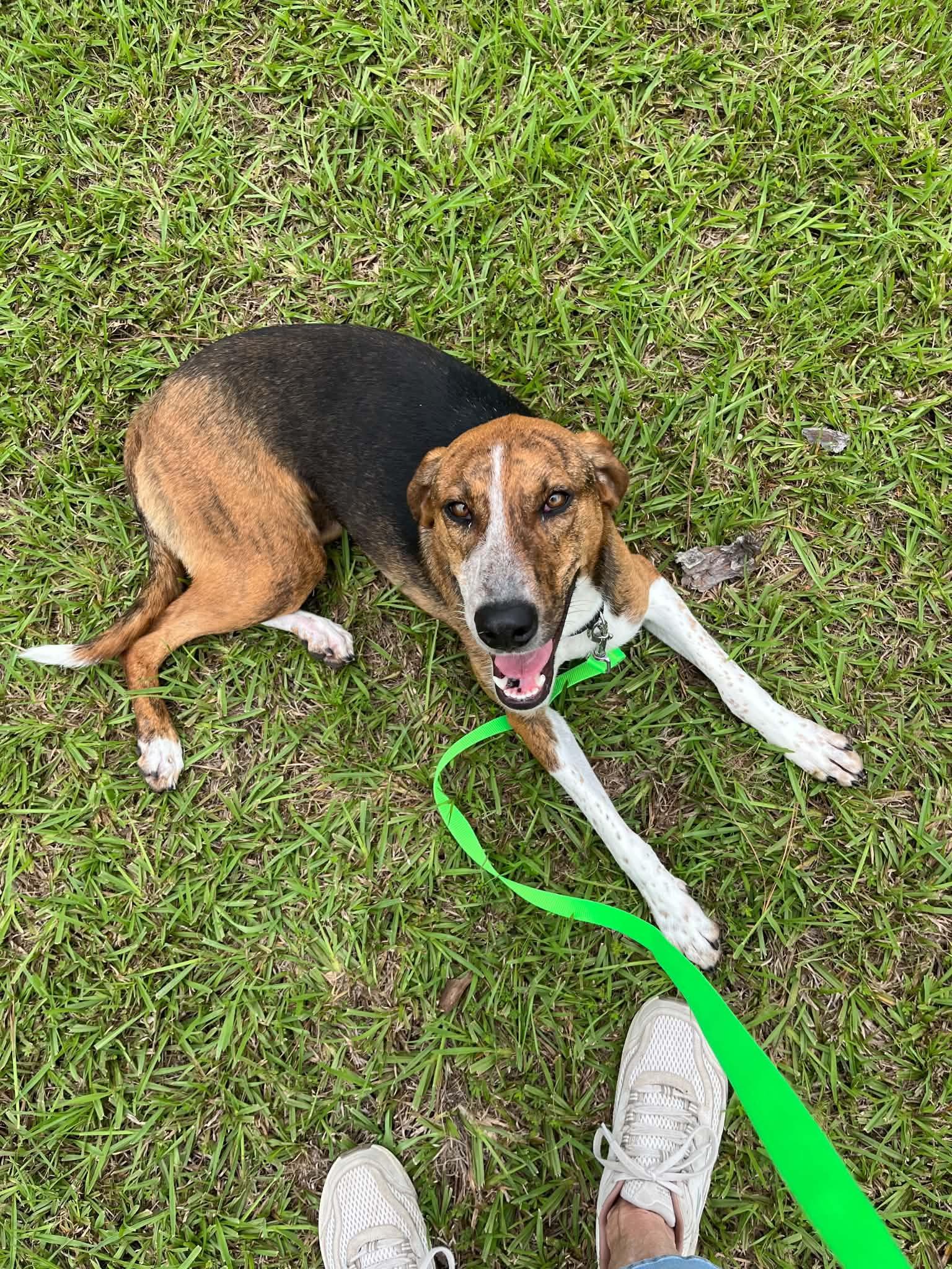 Enlarge Mary Ann, a Adoptable Hound in Fort Collins, CO image 3/3