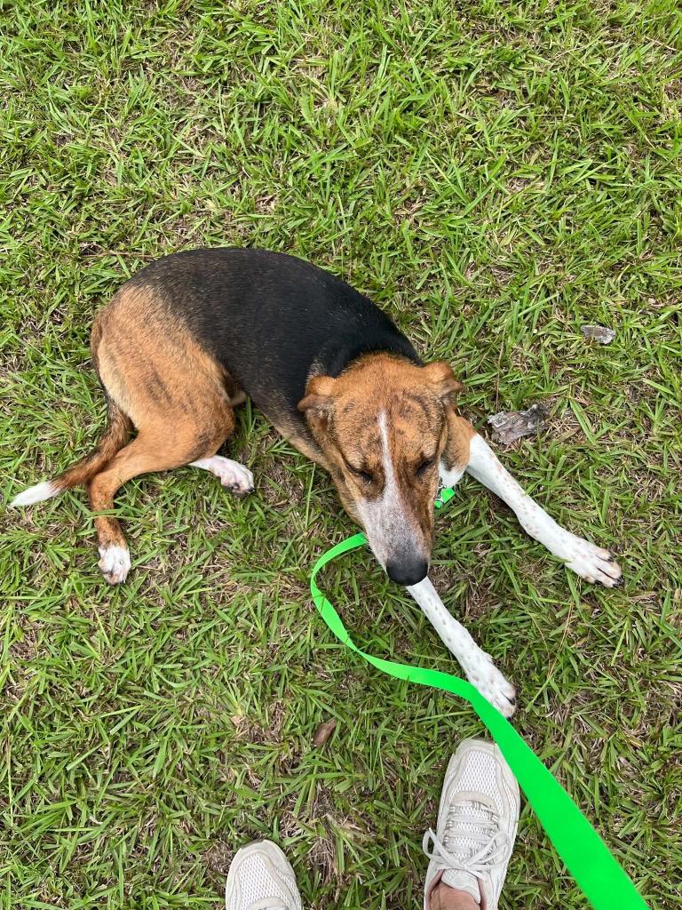 Enlarge Mary Ann, a Adoptable Hound in Fort Collins, CO image 2/3