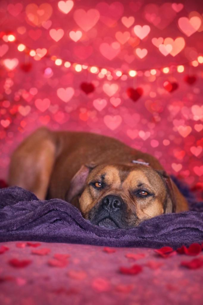 Enlarge Nova, a Adopted mixed breed in Logan, UT image 1/1