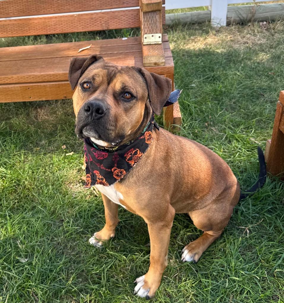 Enlarge Nova, a Adoptable Boxer in Logan, UT image 1/3