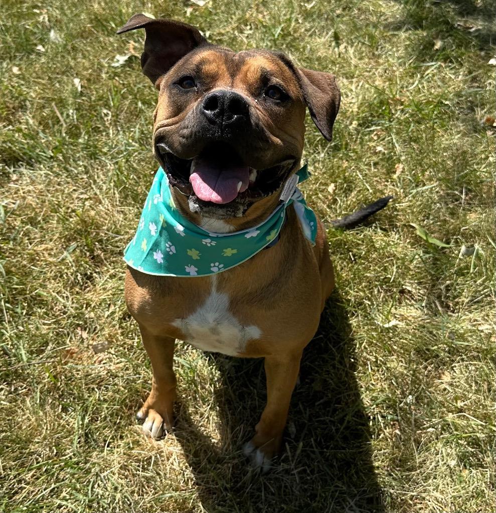 Enlarge Nova, a Adoptable Boxer in Logan, UT image 2/3