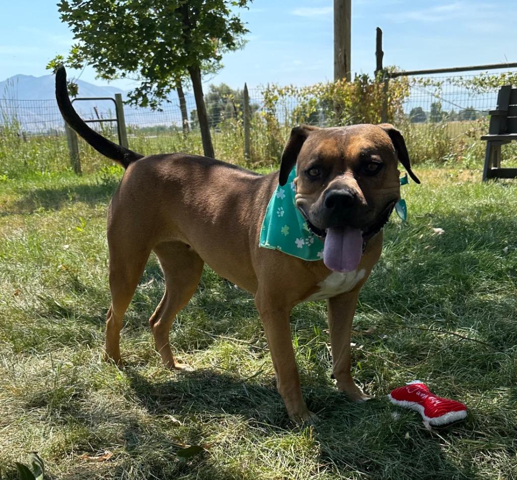 Enlarge Nova, a Adoptable Boxer in Logan, UT image 3/3