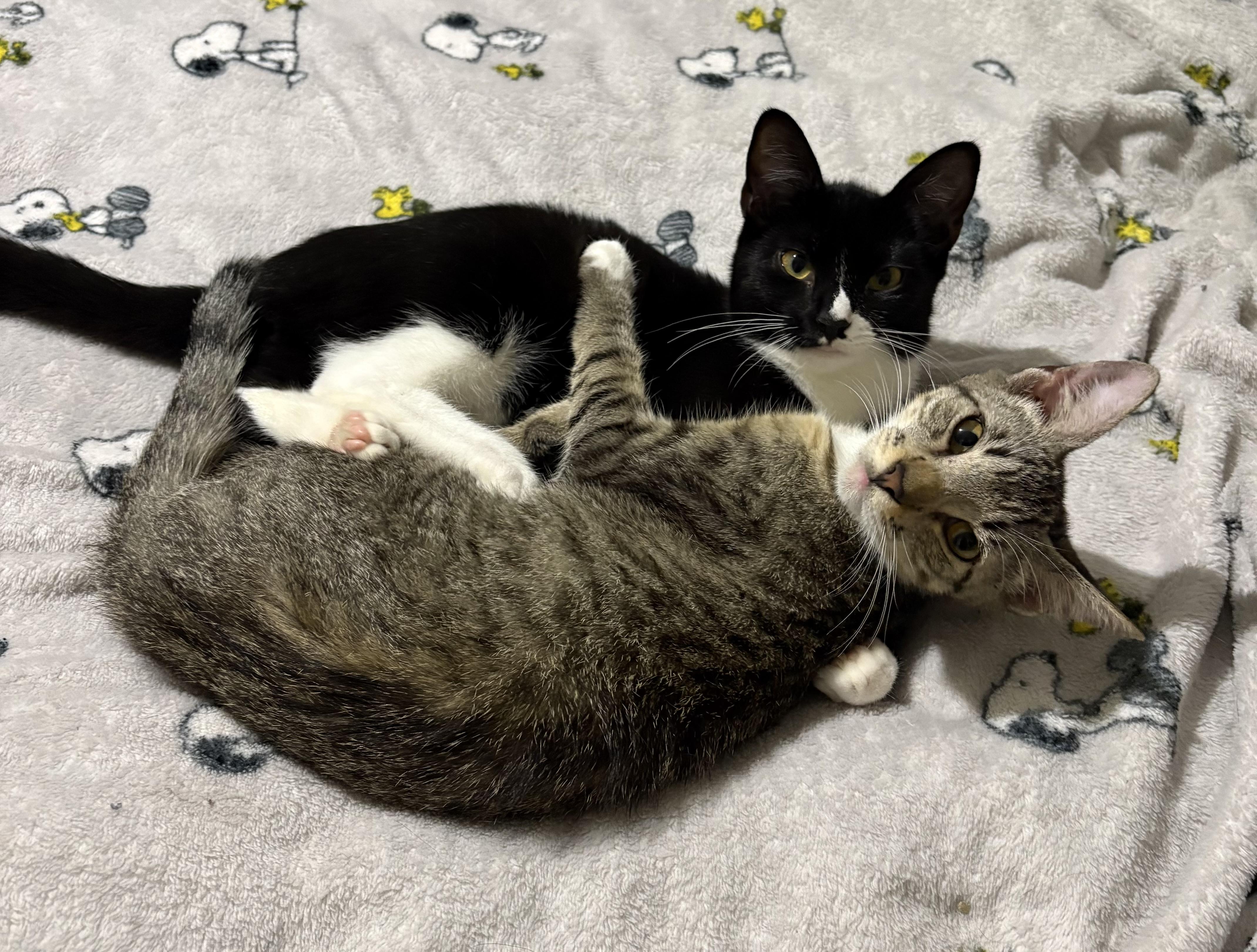 Enlarge Brambles, an adopted Domestic Short Hair in Lantana, FL image 5/6