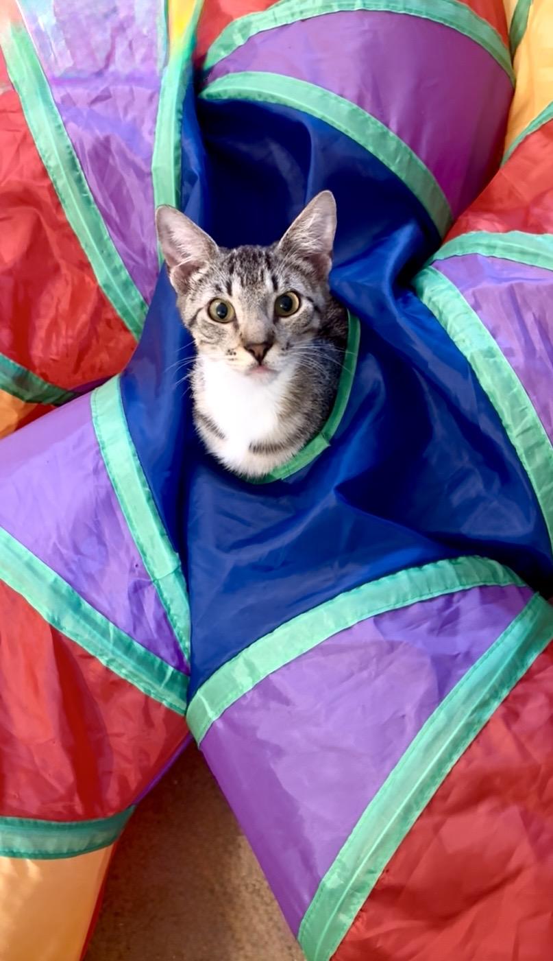 Brambles, adopted, Kitten Female Domestic Short Hair.