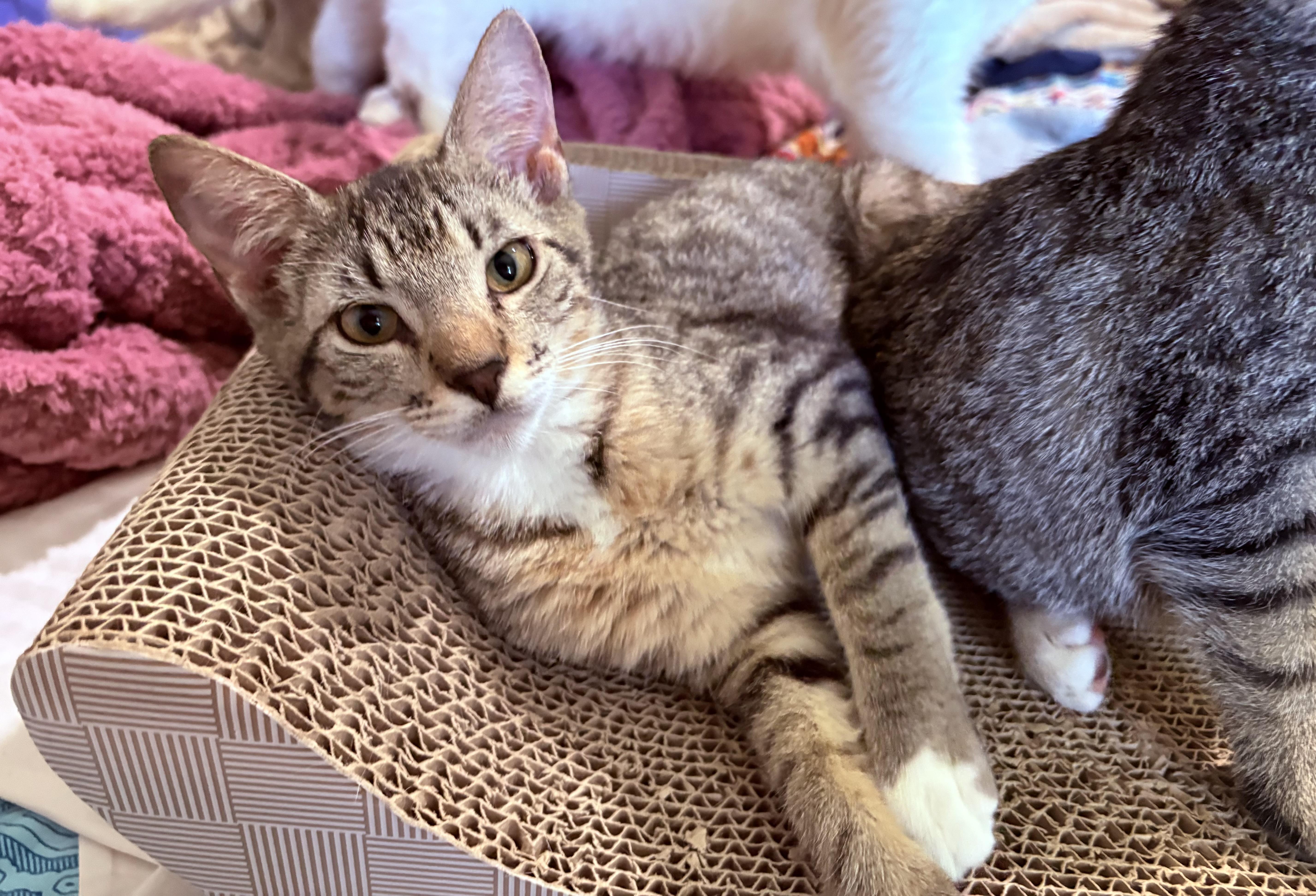 Enlarge Brambles, an adopted Domestic Short Hair in Lantana, FL image 3/6