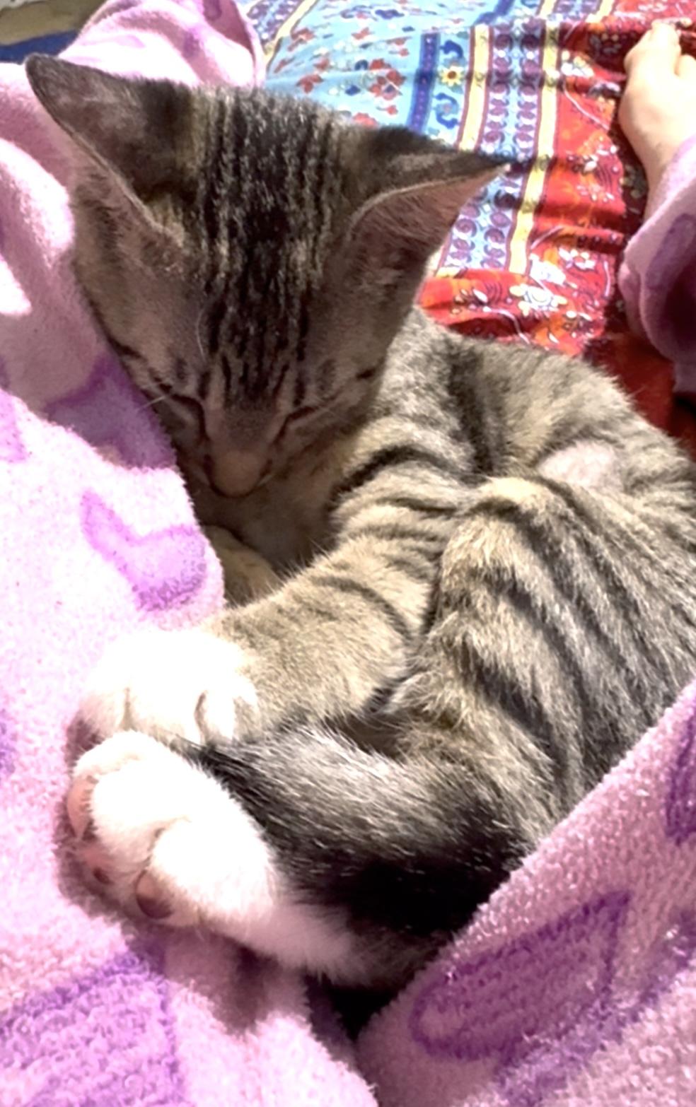 Enlarge Brambles, an adopted Domestic Short Hair in Lantana, FL image 2/6