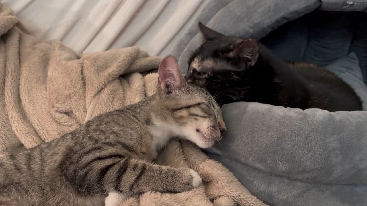 Enlarge Brambles, an adopted Domestic Short Hair in Lantana, FL video 4/6