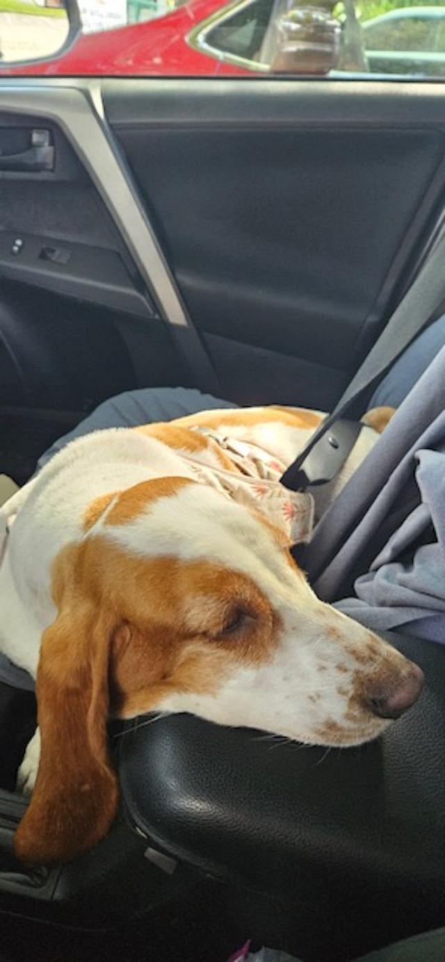 Enlarge Daisy Mae, a Adoptable Basset Hound in Auburndale, FL image 2/3