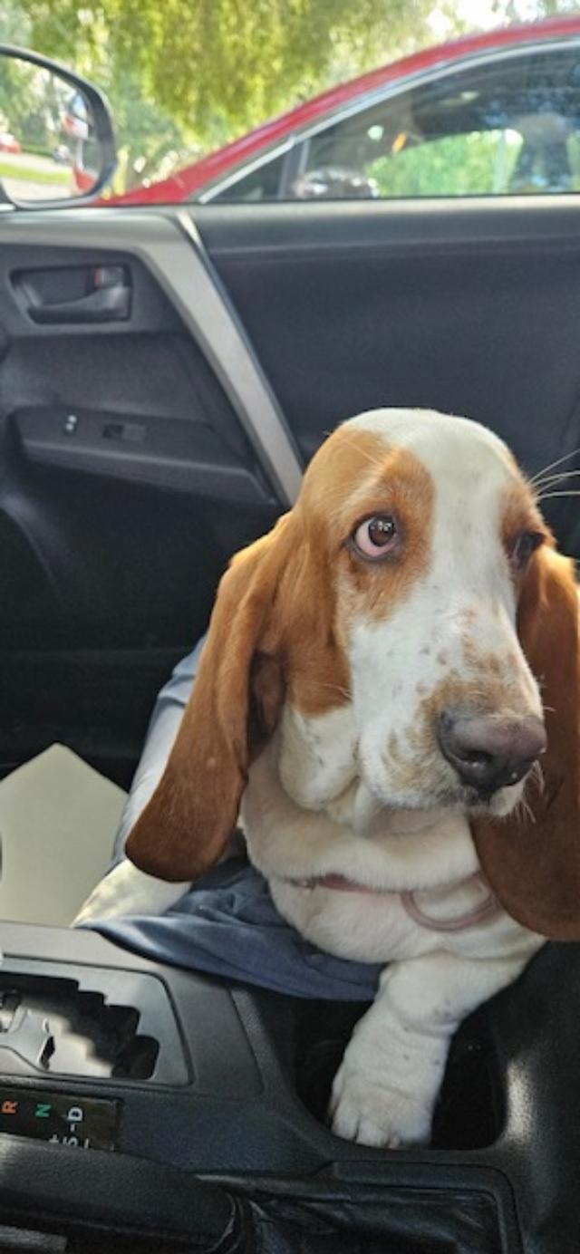Enlarge Daisy Mae, a Adoptable Basset Hound in Auburndale, FL image 3/3