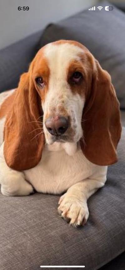 Daisy Mae, Adoptable, Young Female Basset Hound.