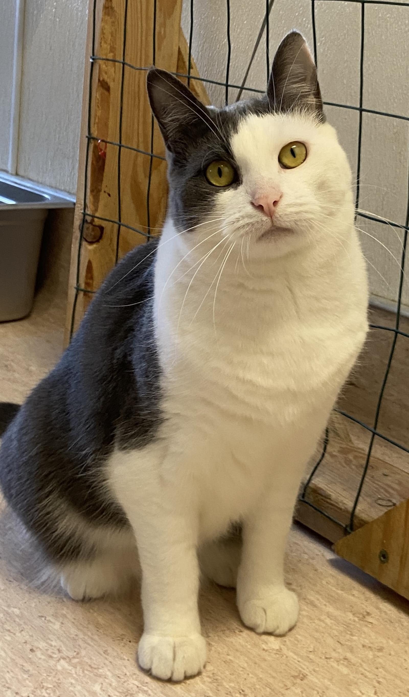 Ms. Dutchess, Adoptable, Adult Female Domestic Short Hair.