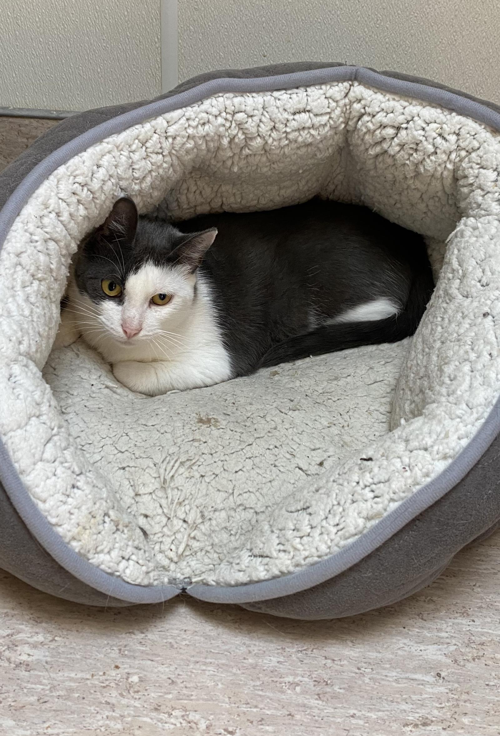 Ms. Dutchess, a Adoptable mixed breed in Beacon, NY image 2/3