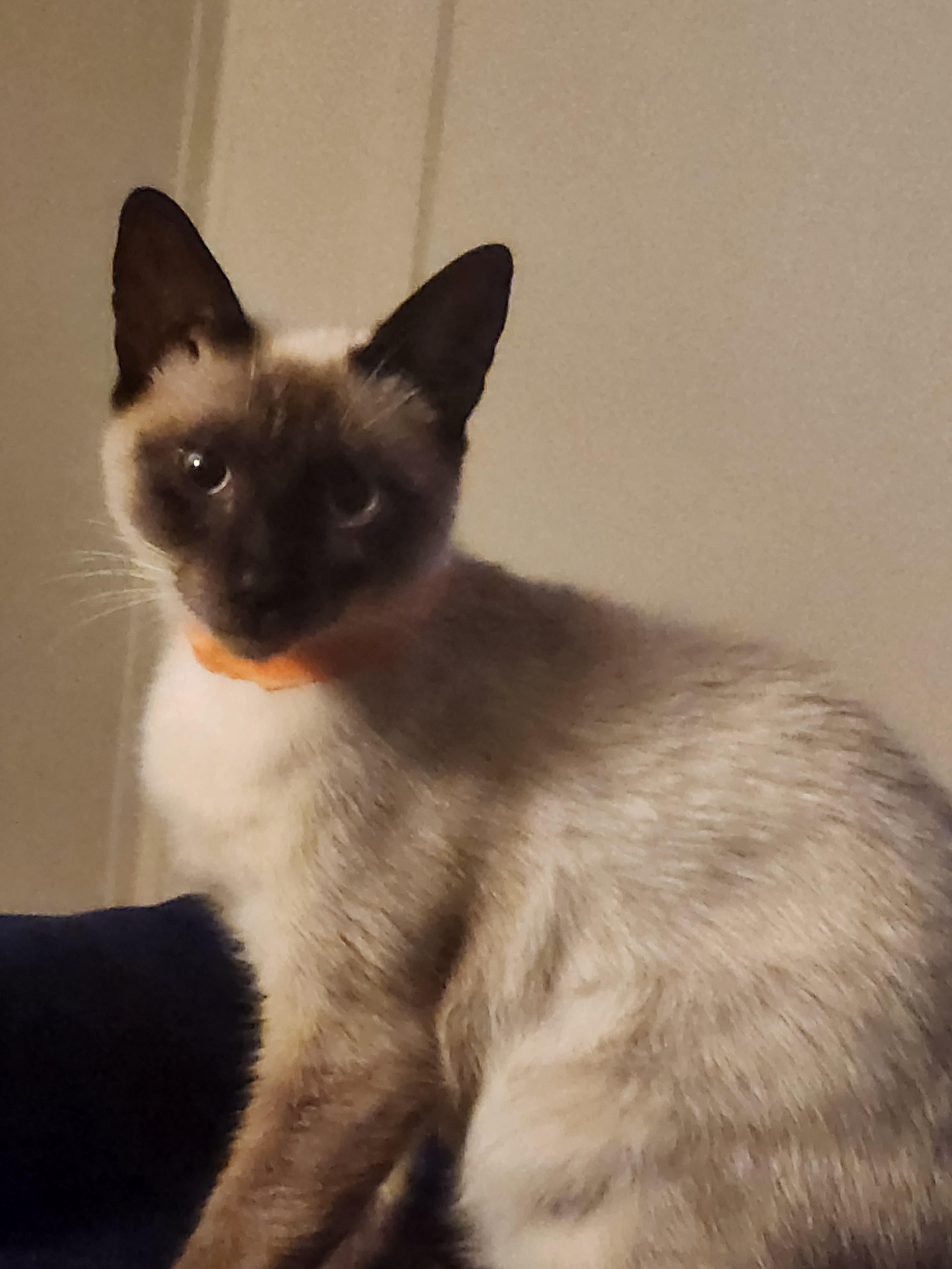 Enlarge Nova, an adopted Siamese in Mount Pleasant, TX image 4/5
