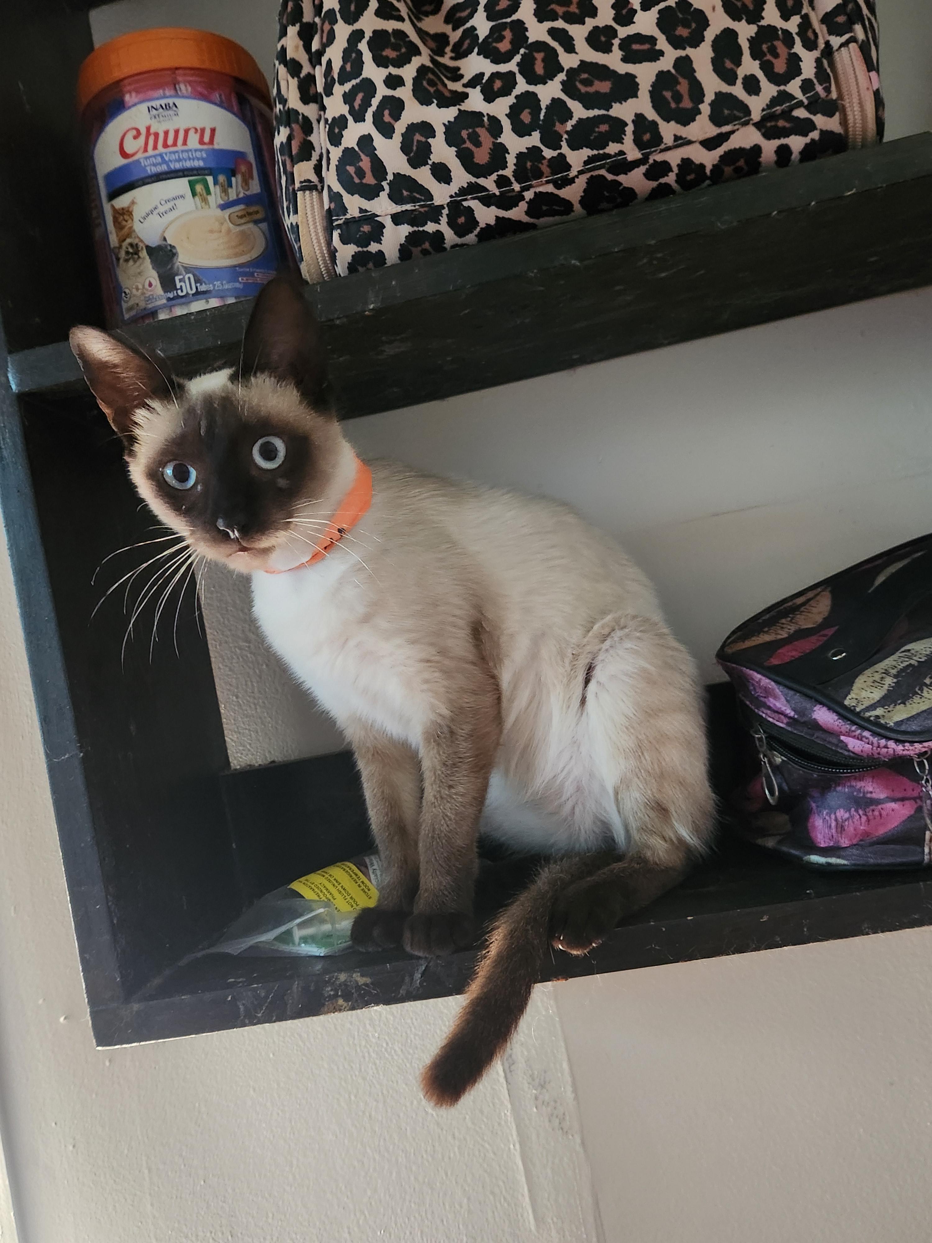 Enlarge Nova, an adopted Siamese in Mount Pleasant, TX image 3/5