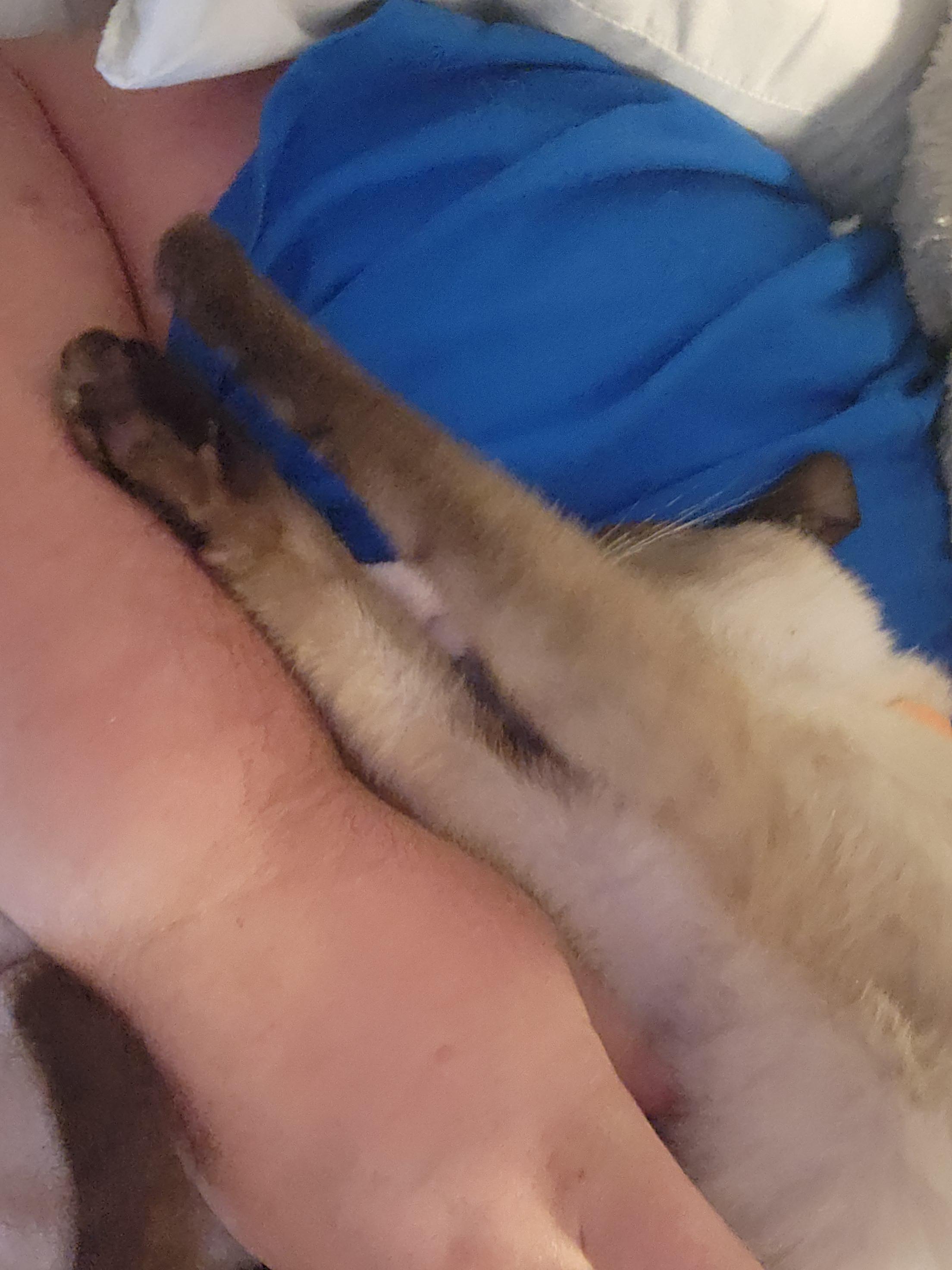 Enlarge Nova, an adopted Siamese in Mount Pleasant, TX image 2/5