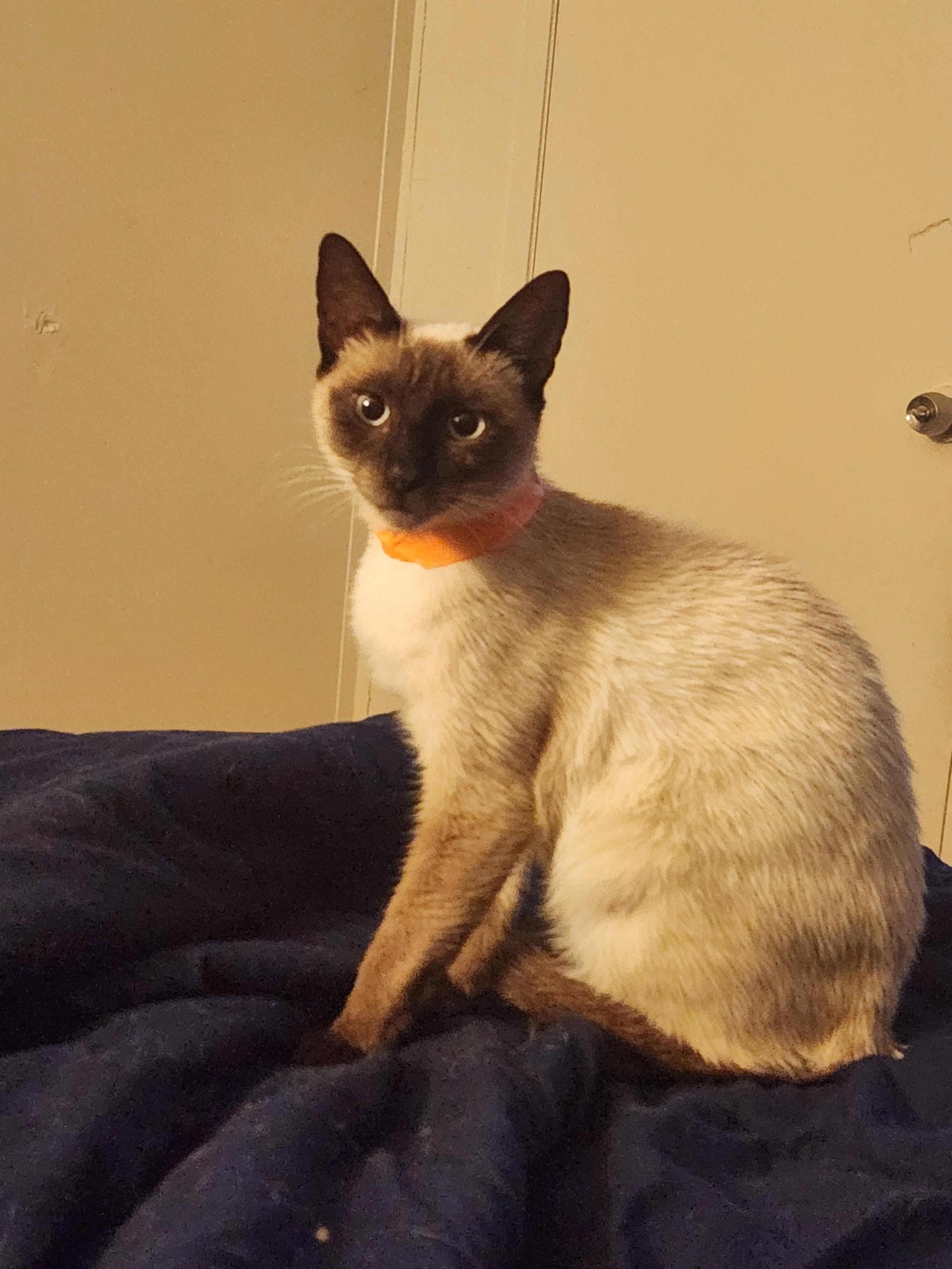 Nova, adopted, Young Female Siamese.