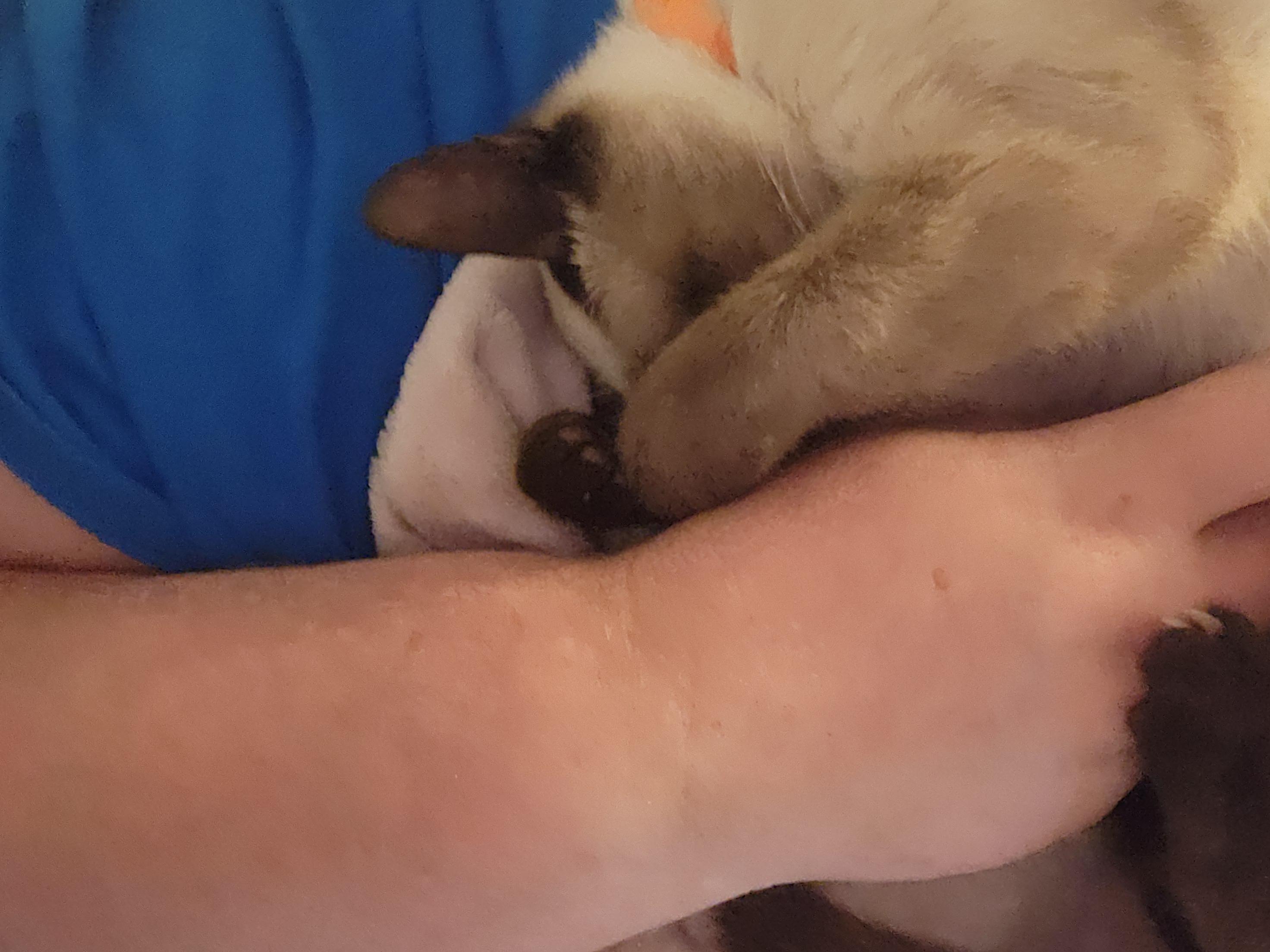 Enlarge Nova, an adopted Siamese in Mount Pleasant, TX image 5/5