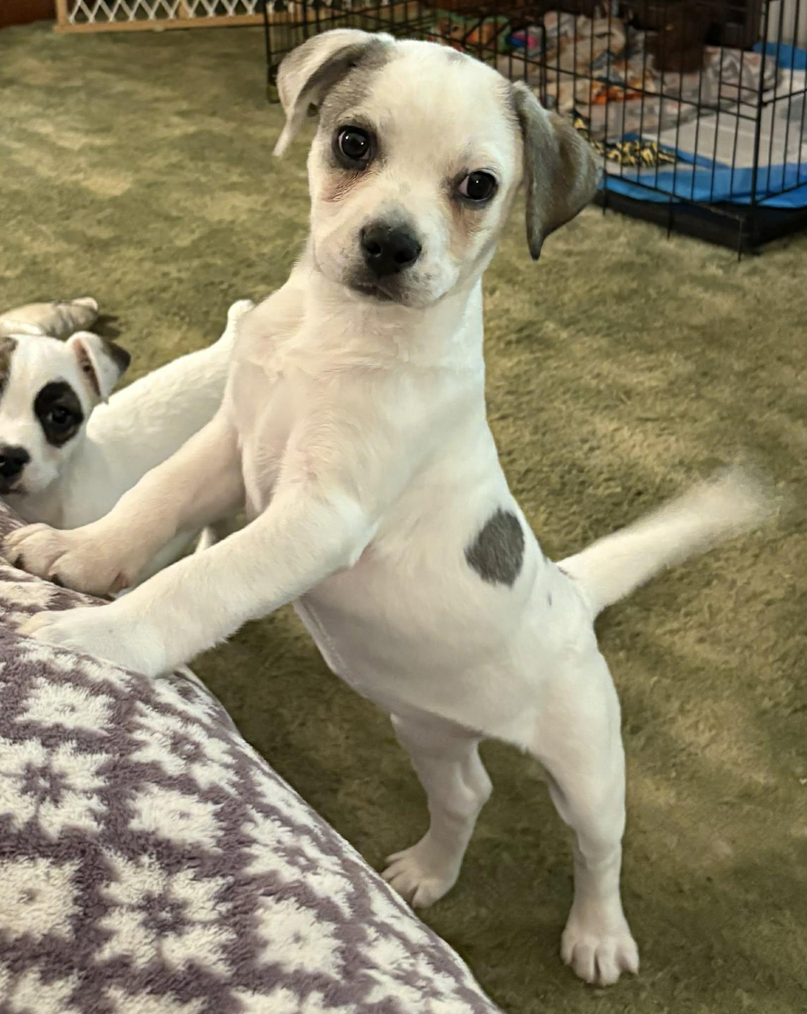 Enlarge Allie, a ADOPTABLE Mixed Breed in Kenosha, WI image 2/4