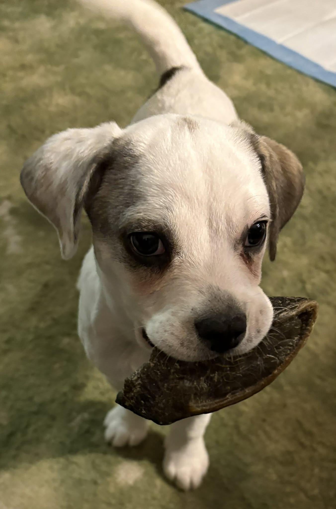 Enlarge Allie, a ADOPTABLE Mixed Breed in Kenosha, WI image 1/4