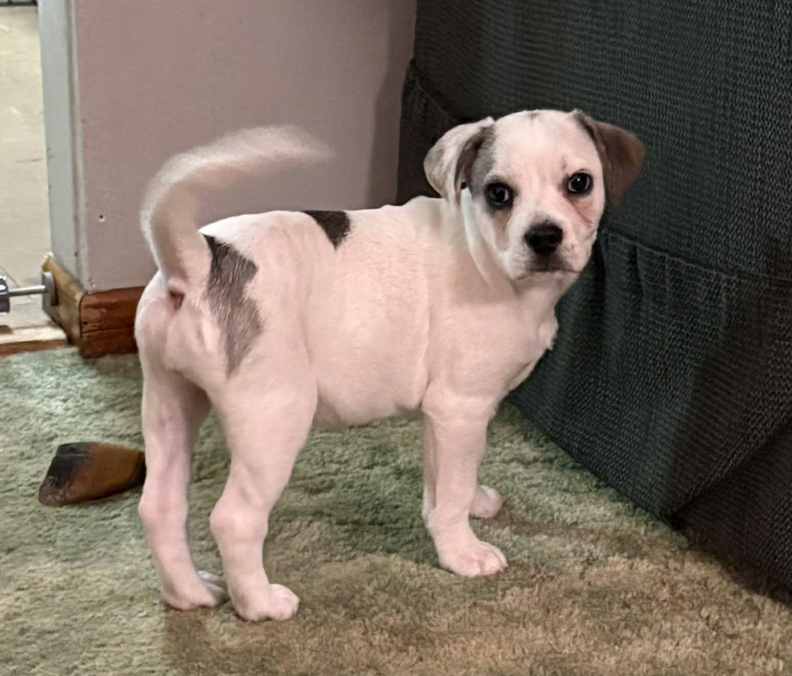 Enlarge Allie, a ADOPTABLE Mixed Breed in Kenosha, WI image 3/4