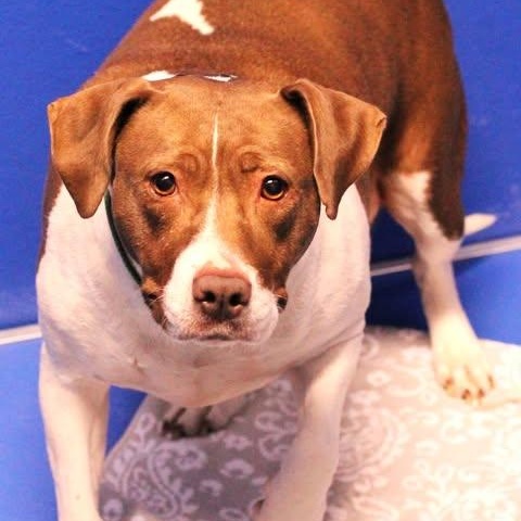 Enlarge 25-01896 SKYLAR, an adopted Pit Bull Terrier in Fredericksburg, VA image 2/2