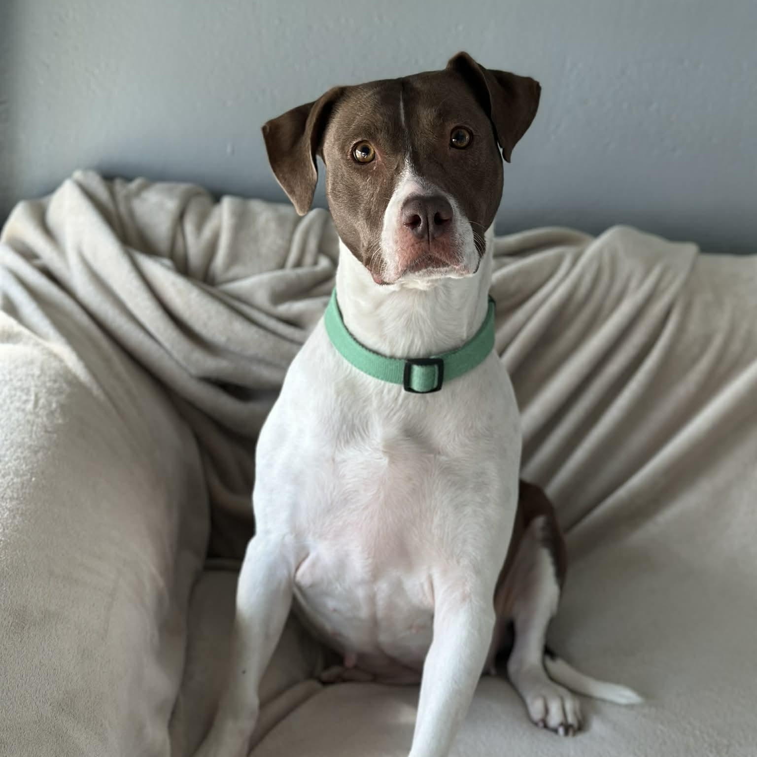 Enlarge 25-01896 SKYLAR, an adopted Pit Bull Terrier in Fredericksburg, VA image 1/2