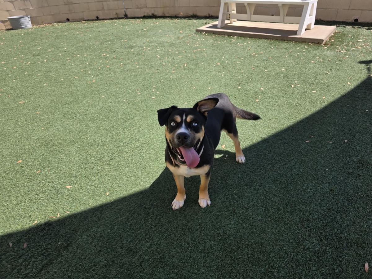 Enlarge Dior-$75 Adoption Fee! Diamond Dog!, a Adoptable mixed breed in Rockwall, TX image 1/3