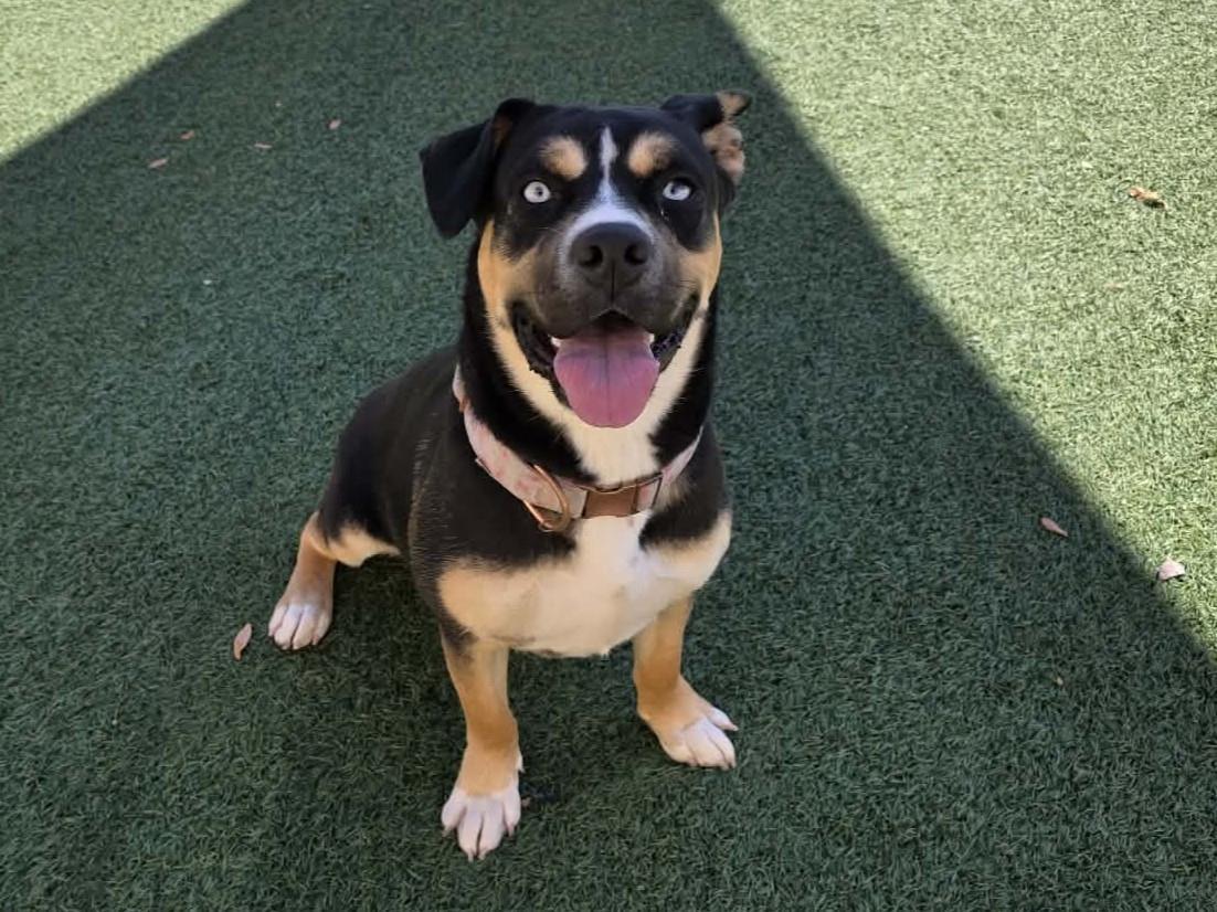 Dior, a Adoptable mixed breed in Rockwall, TX image 1/3