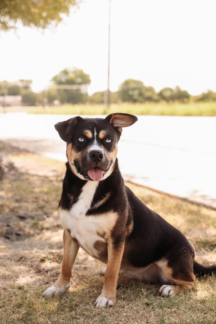 Enlarge Dior-$75 Adoption Fee! Diamond Dog!, a Adoptable mixed breed in Rockwall, TX image 2/3