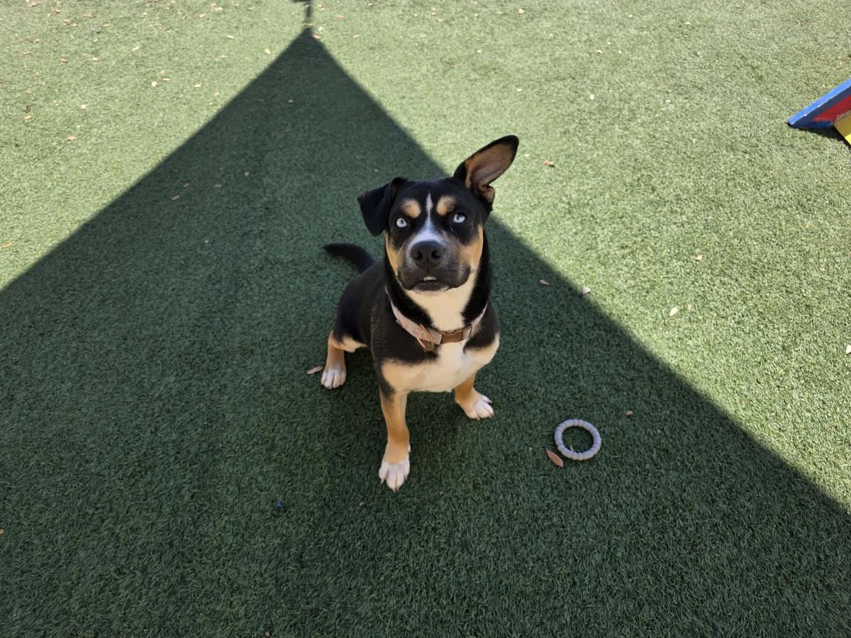 Dior, a Adoptable mixed breed in Rockwall, TX image 2/3