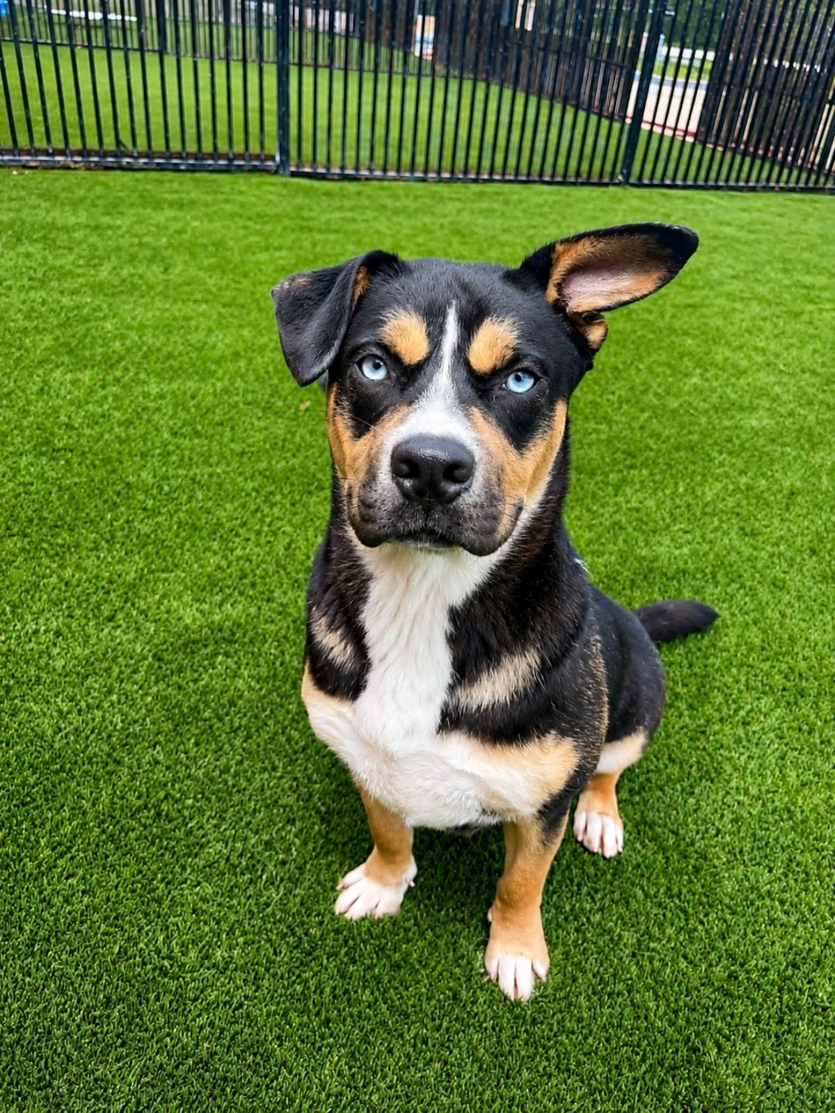 Enlarge Dior-$75 Adoption Fee! Diamond Dog!, a Adoptable mixed breed in Rockwall, TX image 2/3