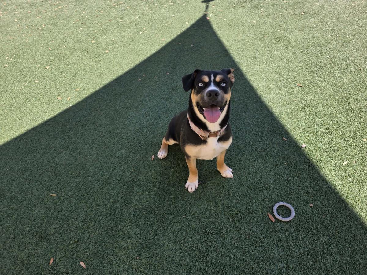 Enlarge Dior-$75 Adoption Fee! Diamond Dog!, a Adoptable mixed breed in Rockwall, TX image 3/3