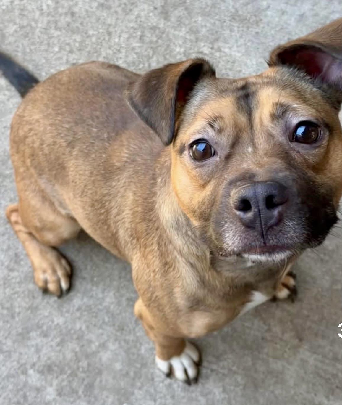 Enlarge Kerri, an adopted mixed breed in Chicago, IL image 4/5