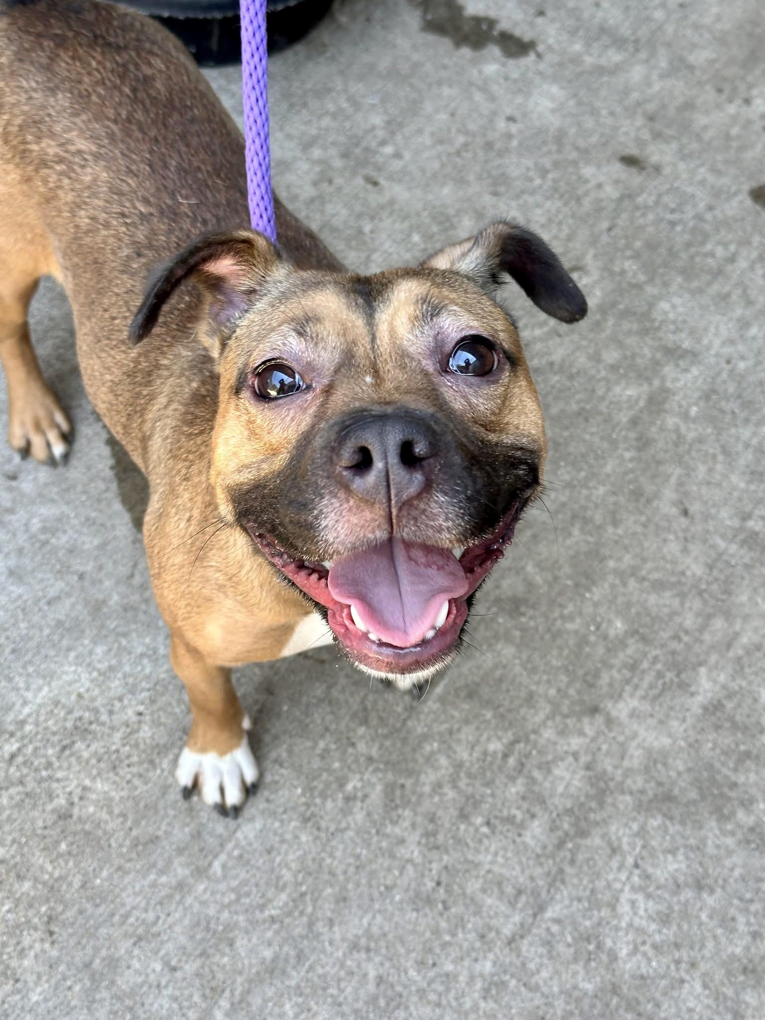 Enlarge Kerri, an adopted mixed breed in Chicago, IL image 3/5