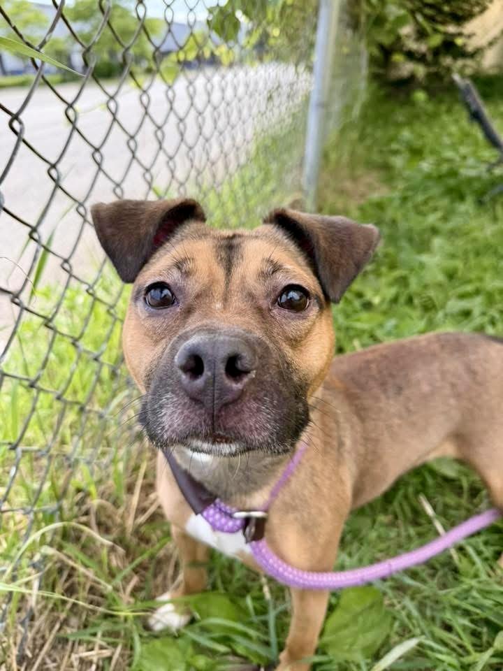 Enlarge Kerri, an adopted mixed breed in Chicago, IL image 2/5