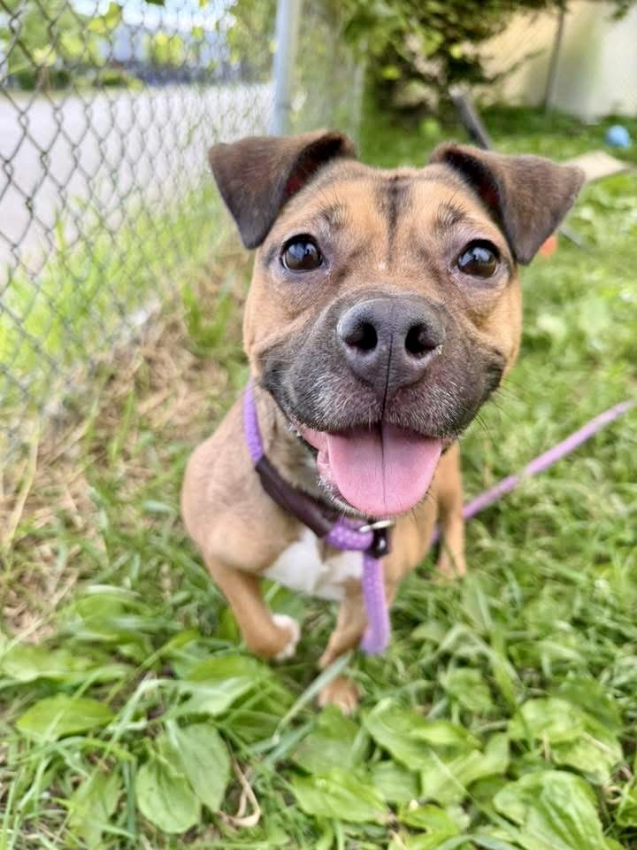 Kerri, adopted, Adult Female Beagle & Pit Bull Terrier.