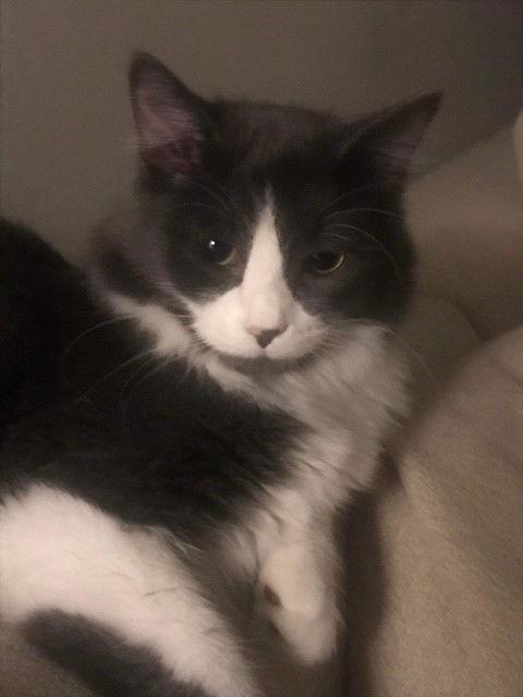 Joshua, Adopted, Young Male Domestic Long Hair.