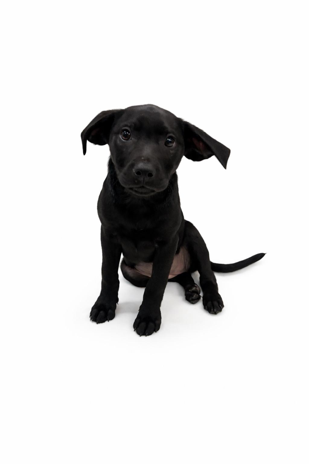 Evie #0084, ADOPTABLE, Puppy Female Black Labrador Retriever.