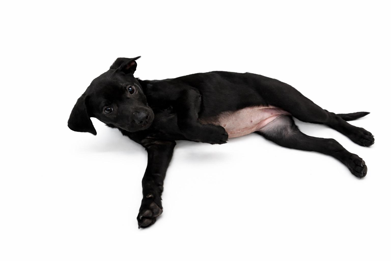 Evie #0084, an adopted mixed breed in Waldorf, MD image 2/2