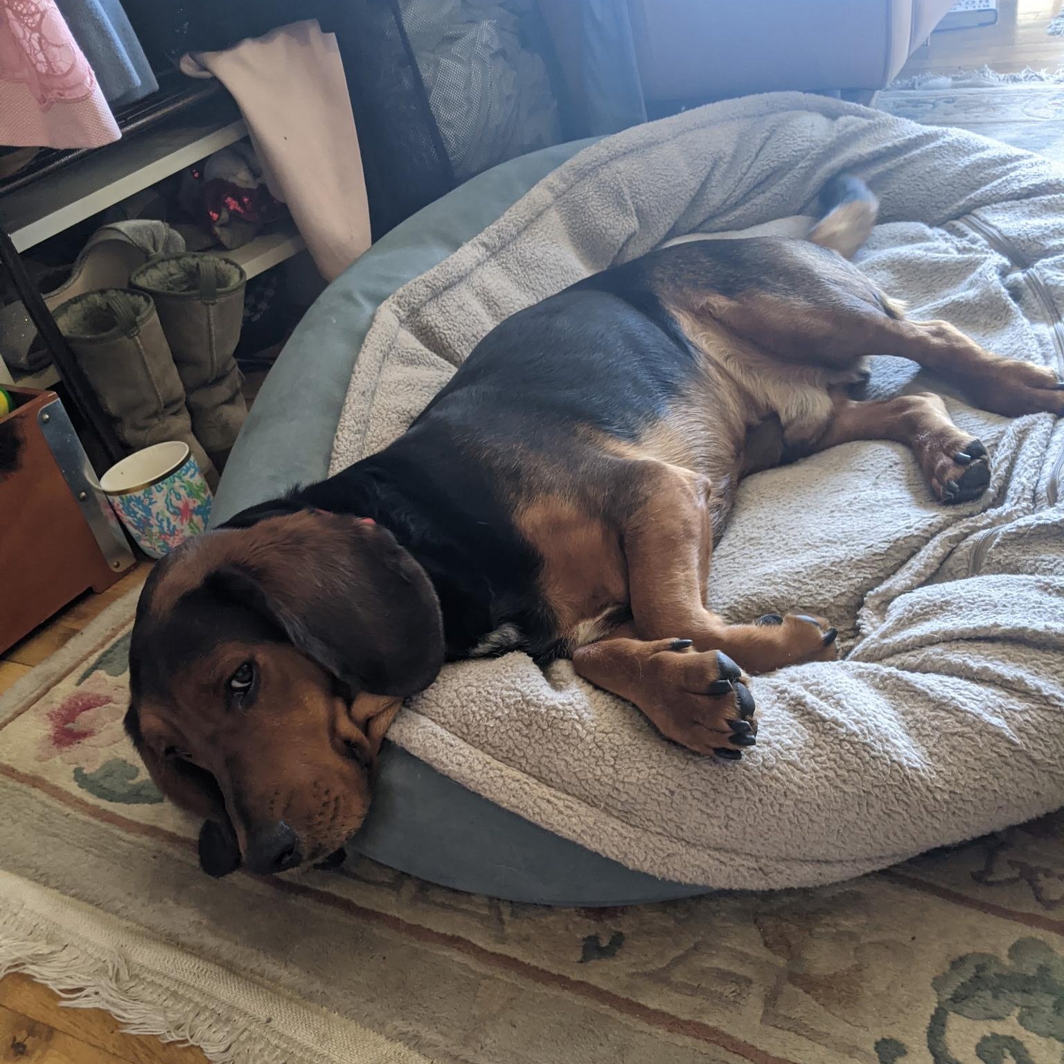 Gus
