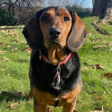Gus