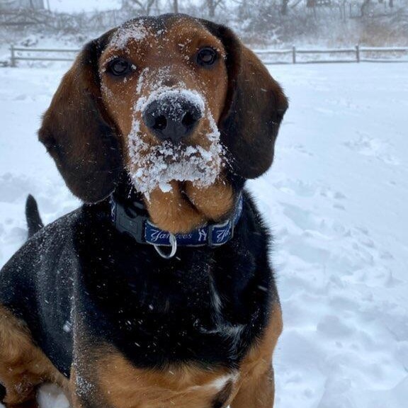 Gus