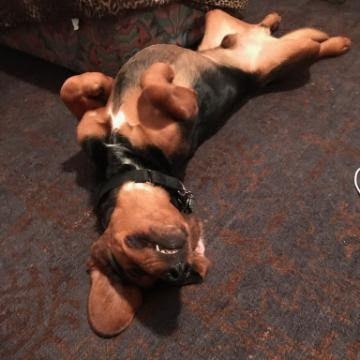 Gus