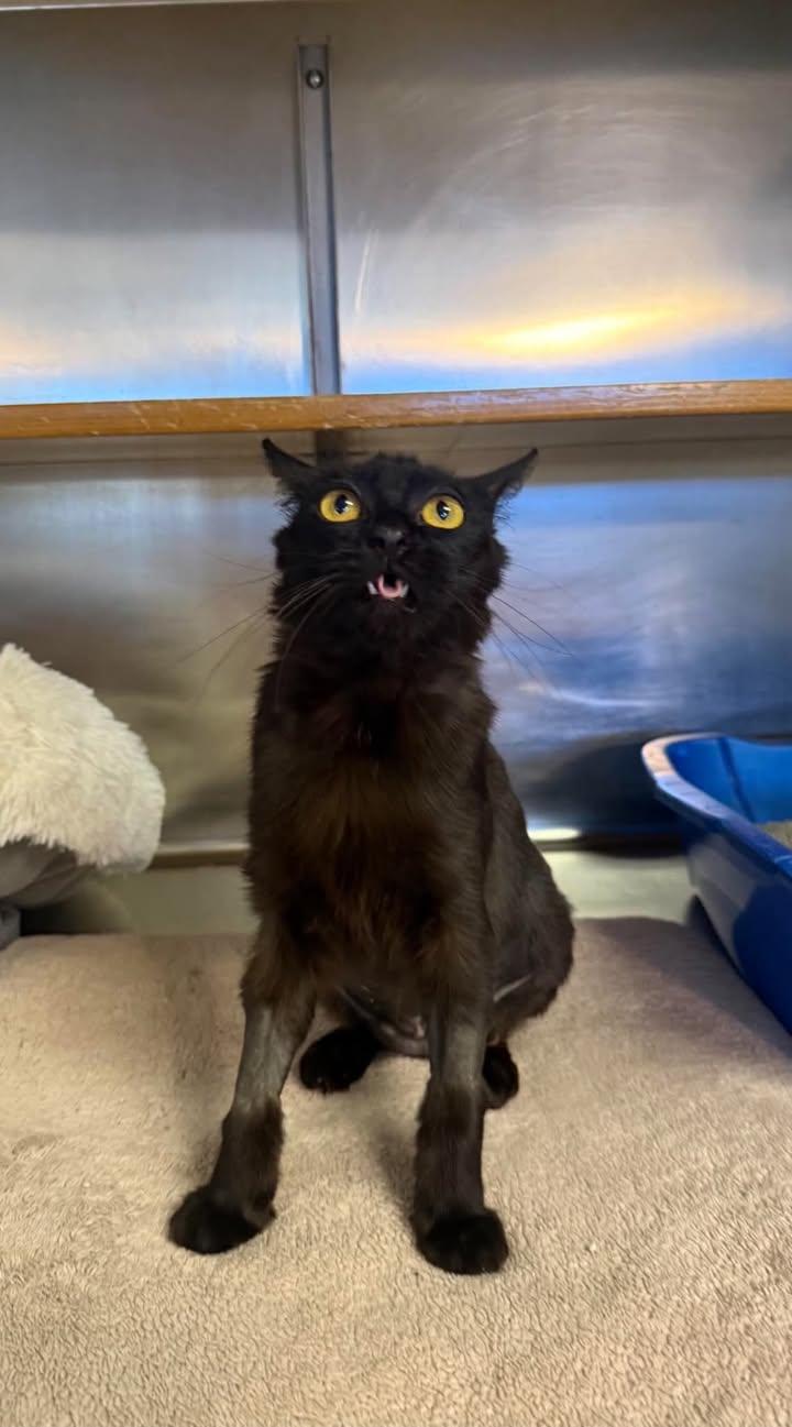 Enlarge Sasha, a Adoptable Domestic Short Hair in Wilmington, NC image 4/4